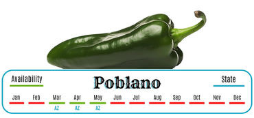 Poblano Pepper