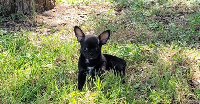 Pablo. Mexican frenchi and therapy dog for physical therapy near me in Austin tx, neuro prpt