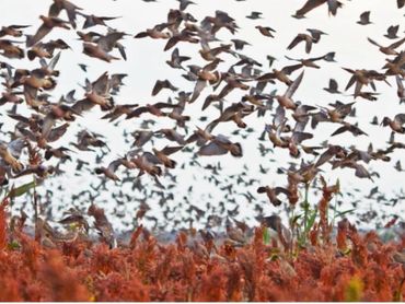 Dove Hunting in Argentina