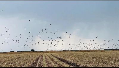 Dove hunting in Mexico