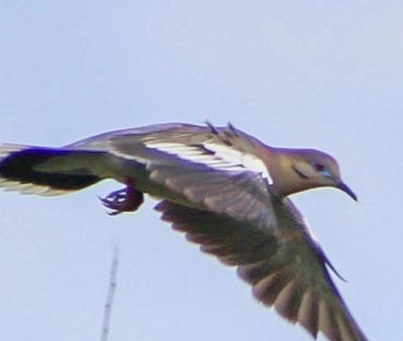 whitewing dove hunting