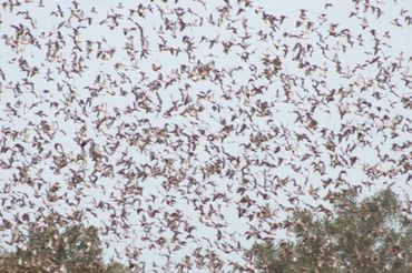 High Volume Dove Hunting