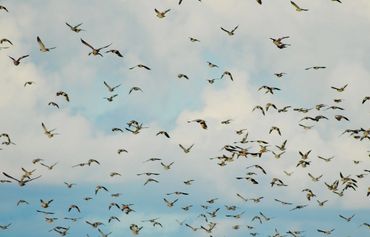 dove hunting