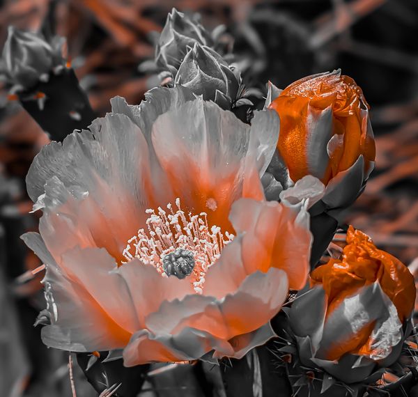 Image: David Zurey - Paper Flower
(Annual Conference in Taos, New Mexico 2025)