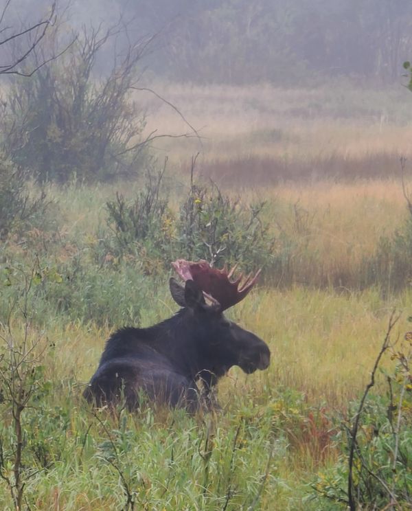 Moose in the Fog  @ Judy Lehmkuhl