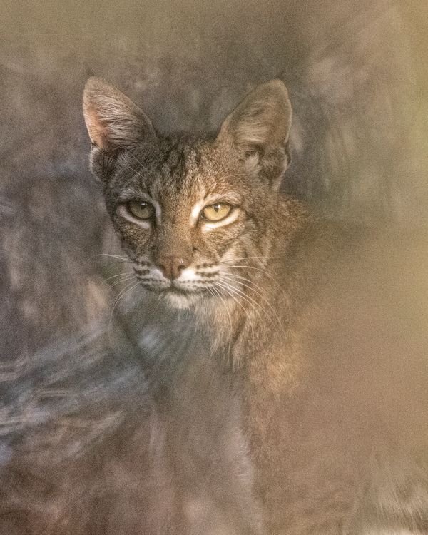 Image: Deanna Zurey - Elusive Bobcat
(Annual Conference in Taos, New Mexico 2025)