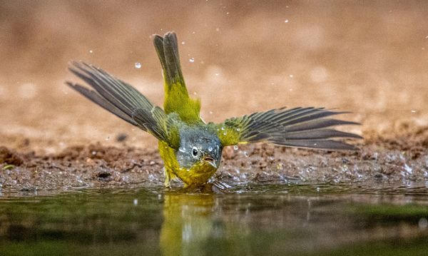 Splash Landing @ Deanna Zurey