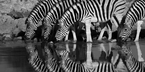 Image: Joe Casias - Zebra Dazzle
(Annual Conference in Taos, New Mexico 2025)