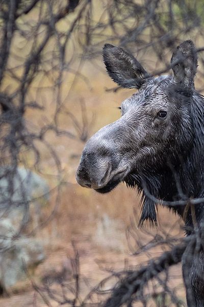 Copyright 2024 - Steve Cochrane Photography - Rocky Mountain Outdoor Writers and Photographers
