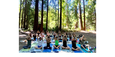 Group practicing yoga outdoors among tall trees in a forest.