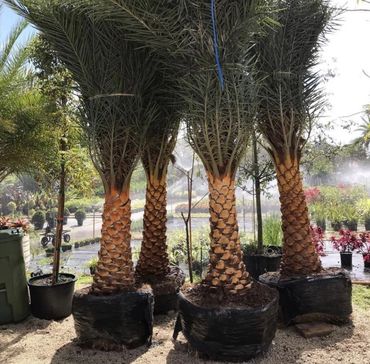 Phoenix Sylvestries Palms