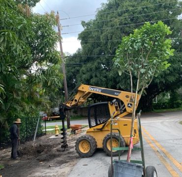 Installation of Pigeon Plum trees in easement