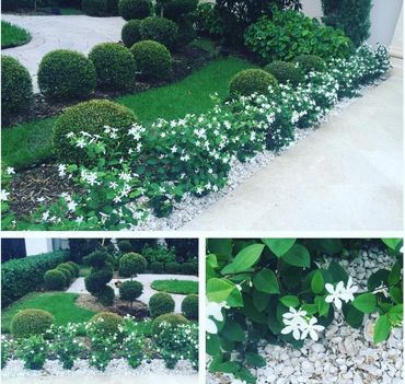 Asian Snow Bush border and Topiaries with Decorative Stone