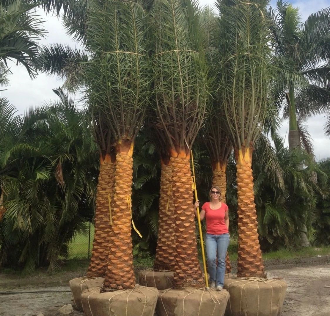 Phoenis Sylvestris Palm