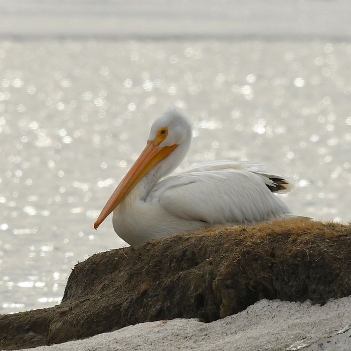 My main website photo shows Elsa, an American white pelican, that had to overwinter at Frank Lake, A