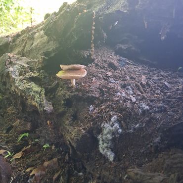 Mushrooms growing inside of a dead tree.