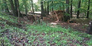 Stored wood in woods
