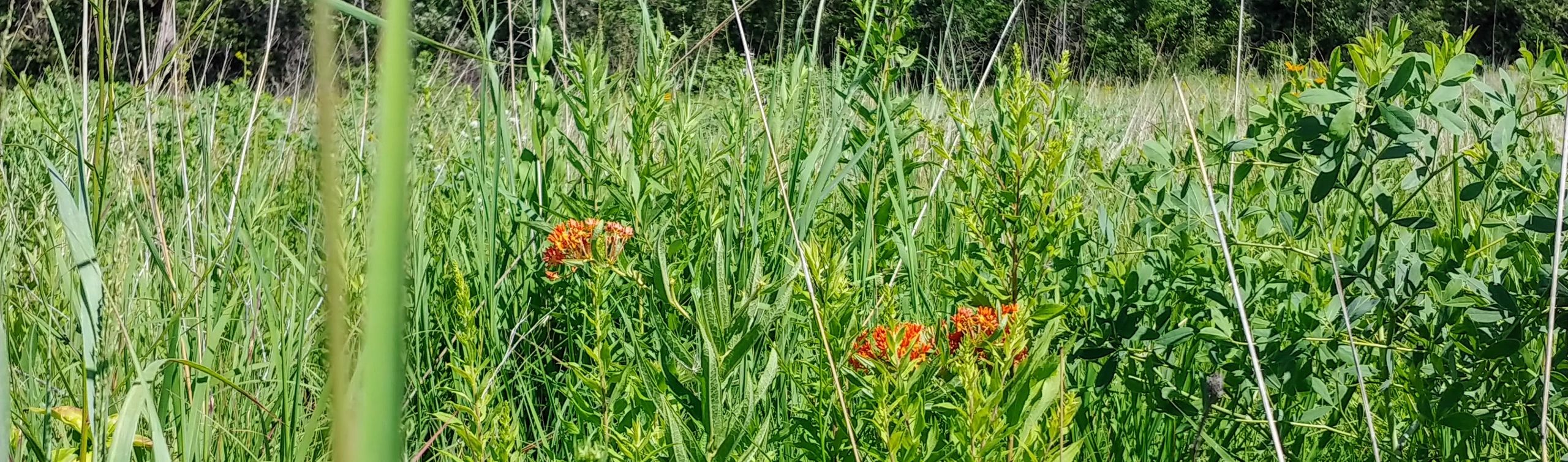 Prairie July 2020