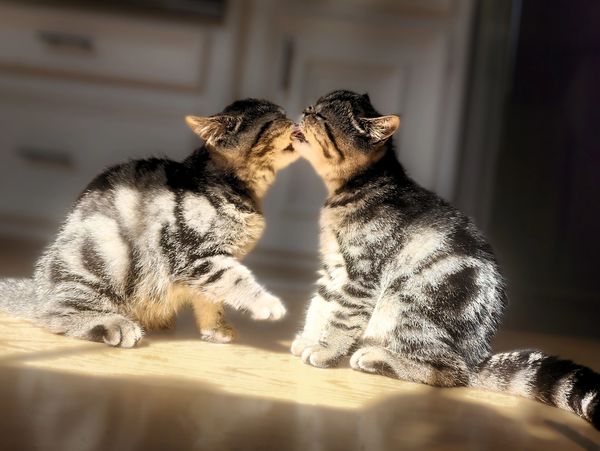 Tabby Exotic Persian, Exotic Persian kitens, Male Exotic Persian, Exotic Shorthair Persian
