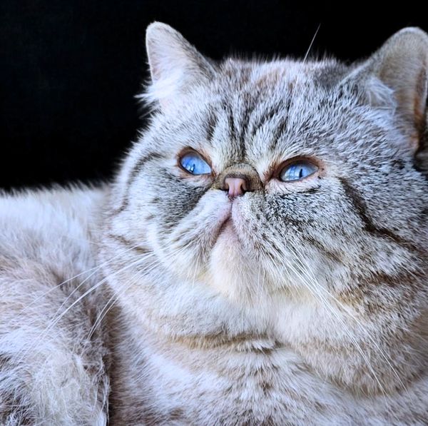 Lynx Point Exotic Persian, Blue Eyed Exotic Persian, Male Exotic Persian, Exotic Shorthair Persian