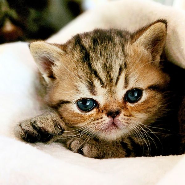 Tabby Exotic Persian Kitten, Blue Eyed Exotic Persian, Male Exotic Persian, Exotic Shorthair Persian