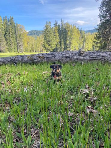 Rowdie, small puppy Rottweiler mix. Shop dog