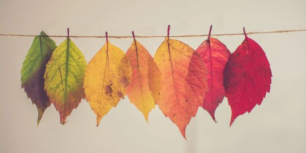 Leaves hanging on a string showing color transition from green to red.