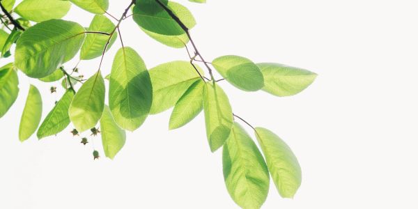 Fresh green leaves on thin branches against a light background.