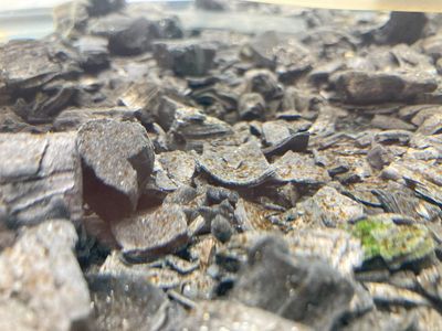 Kelp on biochar grown in lab at North Island College