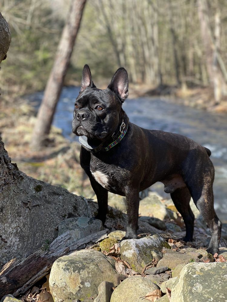 Rollo