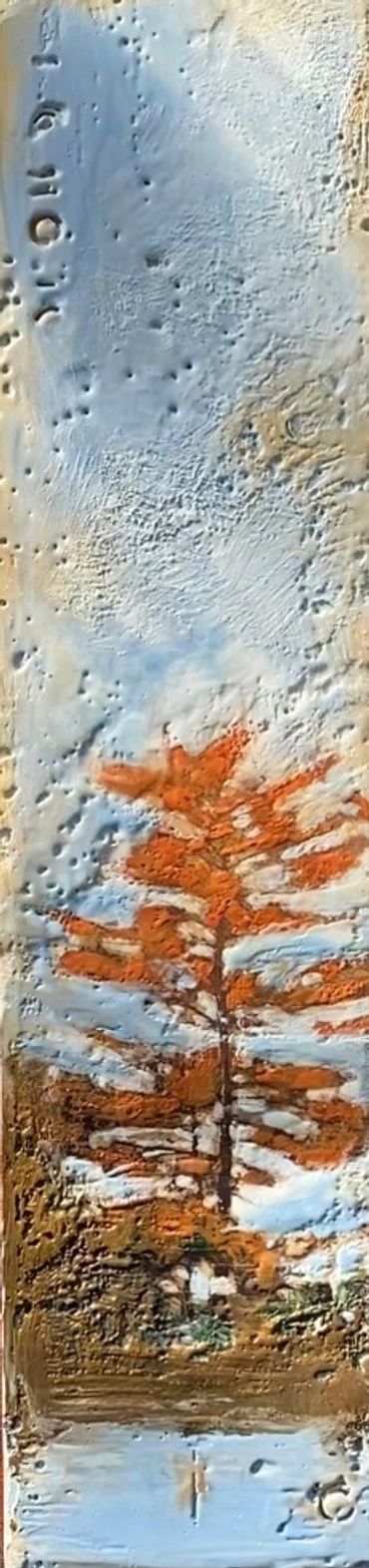 Wind swept pines, white pines, canadaian shield