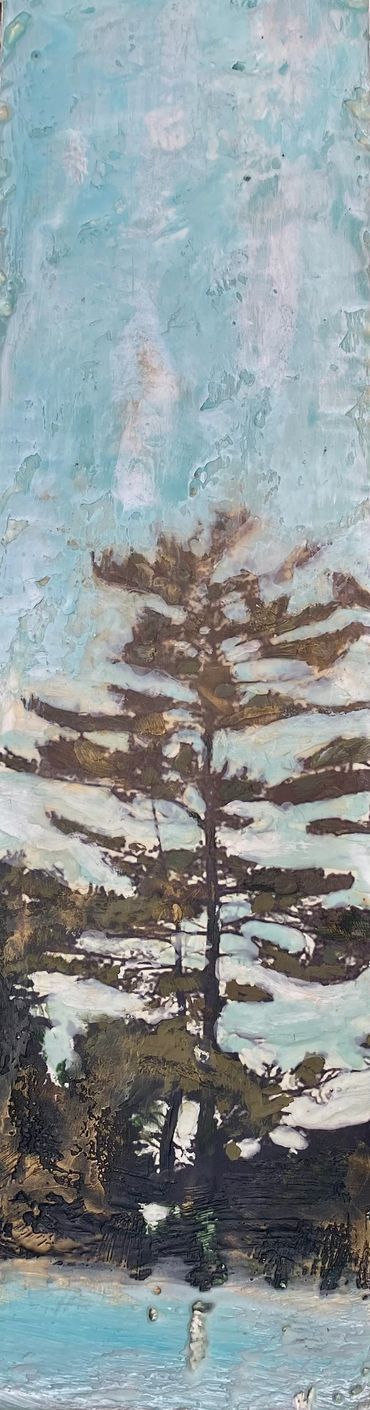 Wind swept pines, white pines
