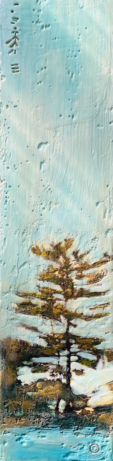 Wind swept pines, white pines