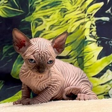 Sphynx kitten