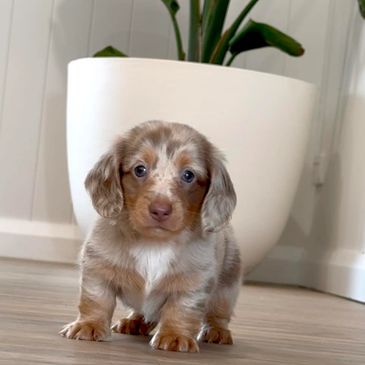 Isabella & tan dapple long hair miniature dachshund puppy