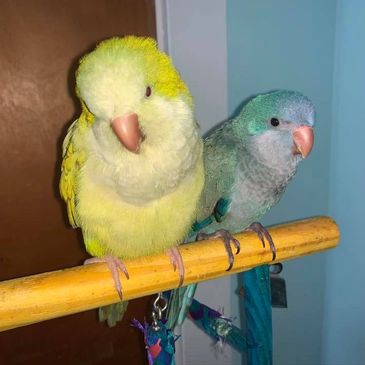 Lucy & Leslie from Vermont Small Engine in Essex Jct., VT