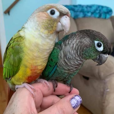 Lily and Leo Thibault from Vermont Small Engine.