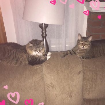 Buddy and Mittens from Vermont Small Engine.