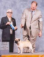 Am/Int'l CH Bre-z Manor's Broadway Bil