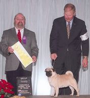 CH Bre-Z Sherfame Echo