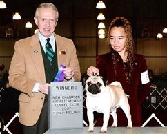 Vinnie - CH Bre-Z Manor's Needful Thing