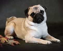 Bre Z Manor's Ready to Rumble BN RA