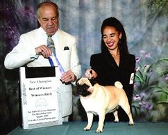 Buttercup - CH Bre-Z Manor's Dressed to the Nines