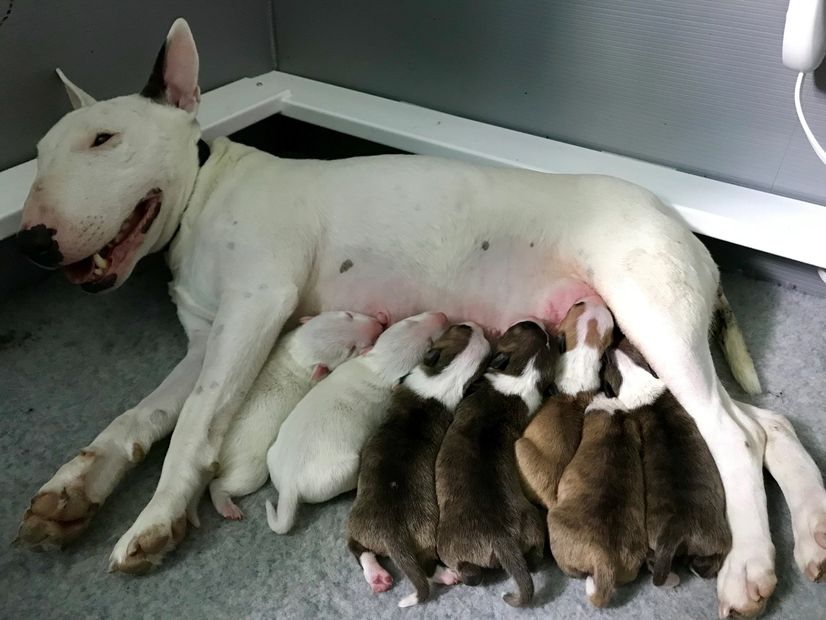 July. 8 2019 Amarantine & Thunderally Miniature Bull Terriers welcomed 7 healthy puppies! 