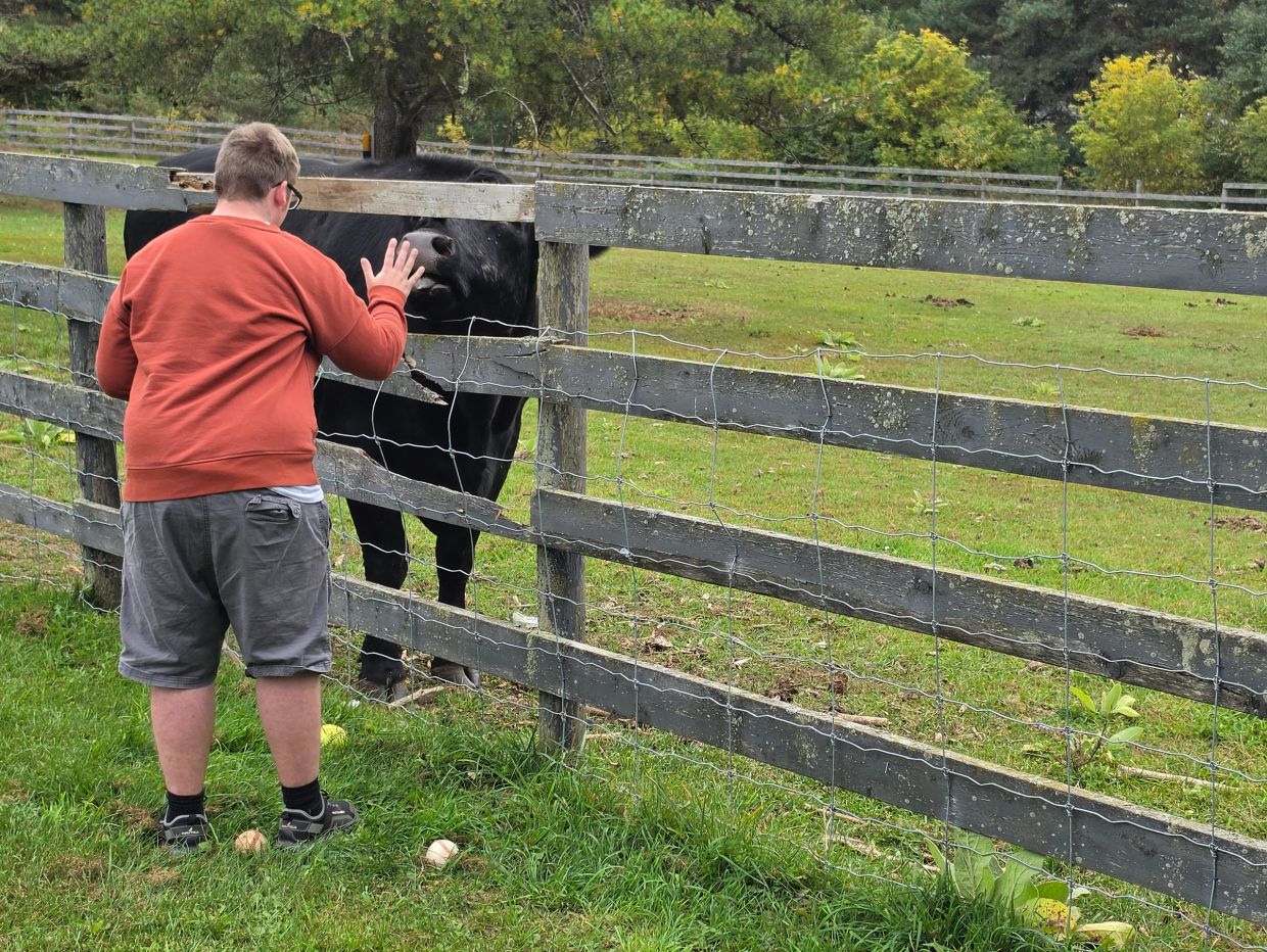 Person reaching out to touch a cow through a wooden fence.