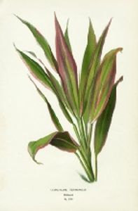 A sketch of a cordyline with green and purple leaves