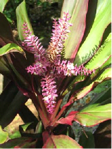 Flowers of a cordyline plant