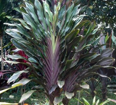 A New Guinea or Singapore Twist plant