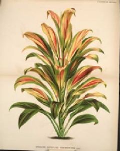 A sketch of a tri-colored cordyline