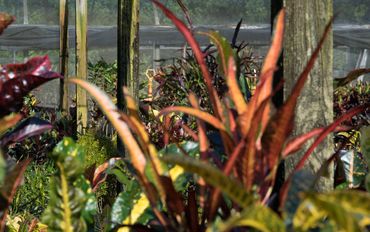 Colorful leaves of plants